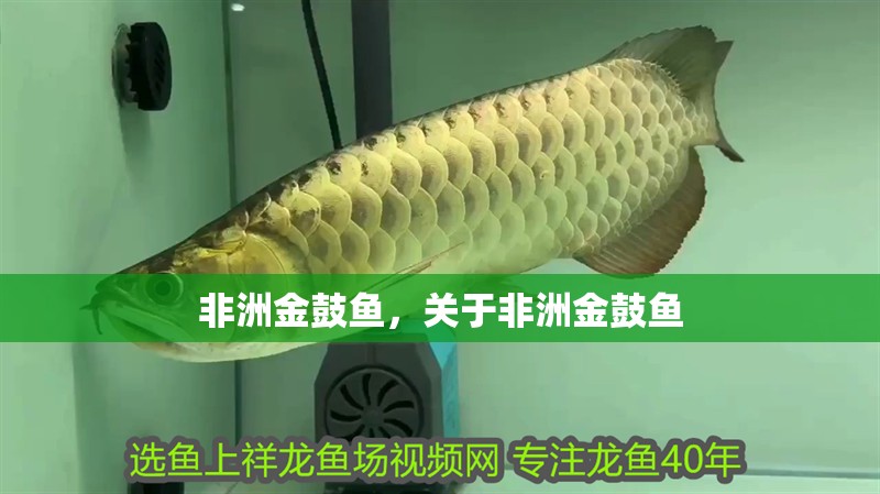非洲金鼓魚，關于非洲金鼓魚