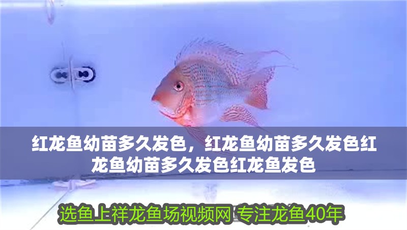 紅龍魚幼苗多久發(fā)色，紅龍魚幼苗多久發(fā)色紅龍魚幼苗多久發(fā)色紅龍魚發(fā)色