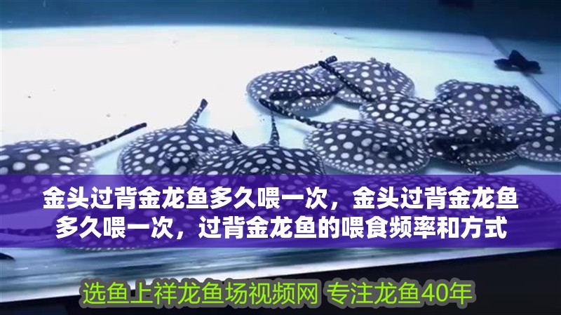 金頭過背金龍魚多久喂一次，金頭過背金龍魚多久喂一次，過背金龍魚的喂食頻率和方式