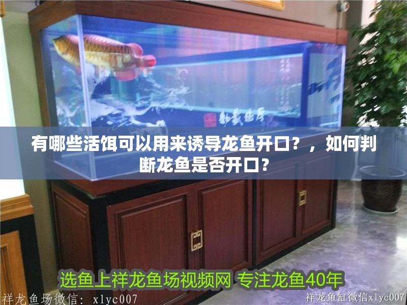 有哪些活餌可以用來誘導龍魚開口？，如何判斷龍魚是否開口？