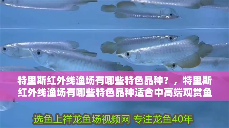 特里斯紅外線漁場(chǎng)有哪些特色品種？，特里斯紅外線漁場(chǎng)有哪些特色品種適合中高端觀賞魚