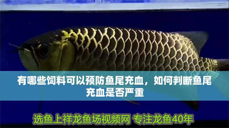 有哪些飼料可以預(yù)防魚尾充血，如何判斷魚尾充血是否嚴(yán)重