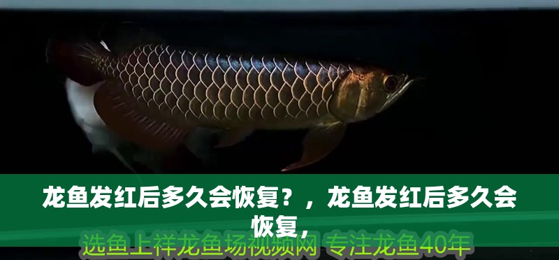 龍魚發(fā)紅后多久會(huì)恢復(fù)？，龍魚發(fā)紅后多久會(huì)恢復(fù)，