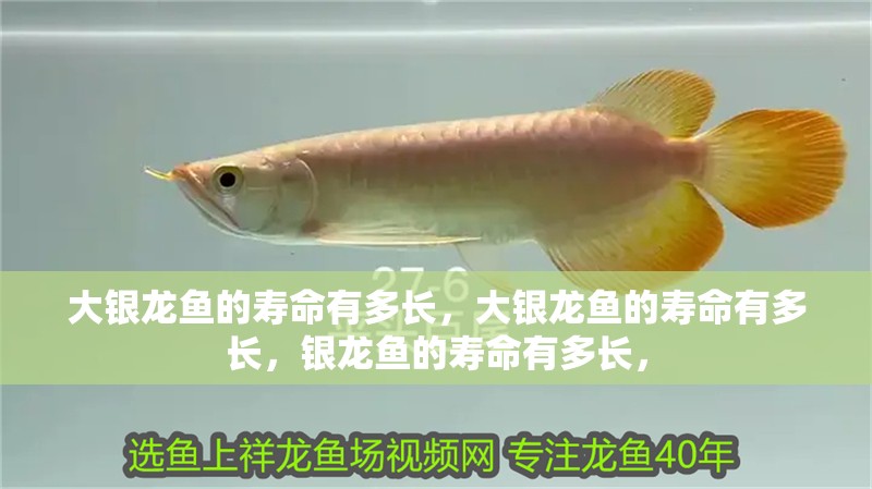 大銀龍魚的壽命有多長，大銀龍魚的壽命有多長，銀龍魚的壽命有多長，