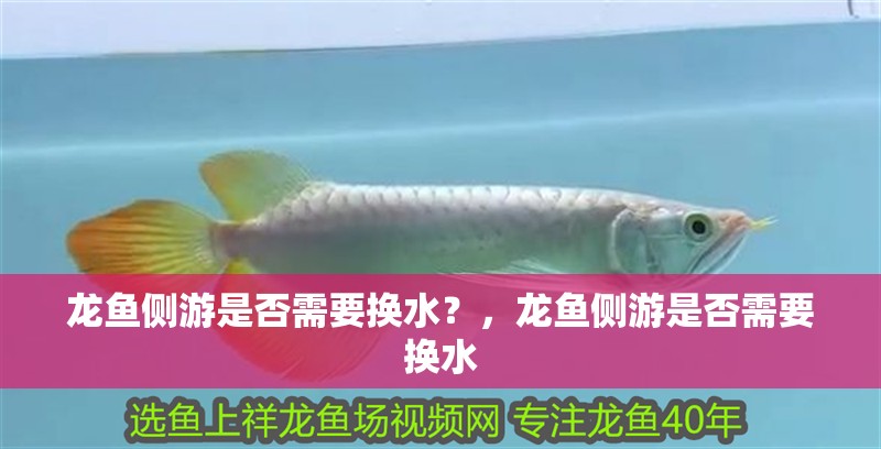 龍魚側游是否需要換水？，龍魚側游是否需要換水