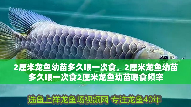 2厘米龍魚幼苗多久喂一次食，2厘米龍魚幼苗多久喂一次食2厘米龍魚幼苗喂食頻率