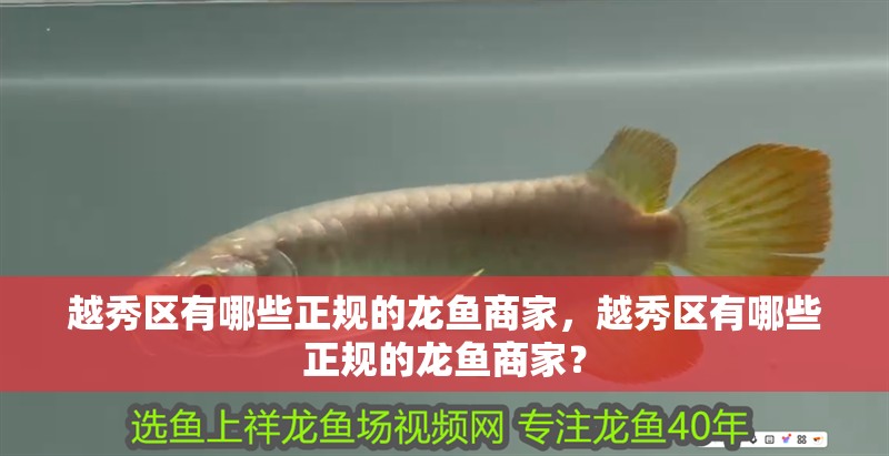 越秀區有哪些正規的龍魚商家，越秀區有哪些正規的龍魚商家？