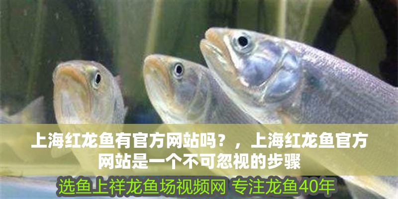 上海紅龍魚有官方網站嗎？，上海紅龍魚官方網站是一個不可忽視的步驟