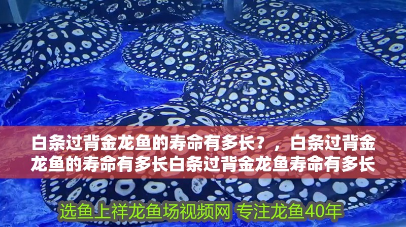 白條過背金龍魚的壽命有多長？，白條過背金龍魚的壽命有多長白條過背金龍魚壽命有多長