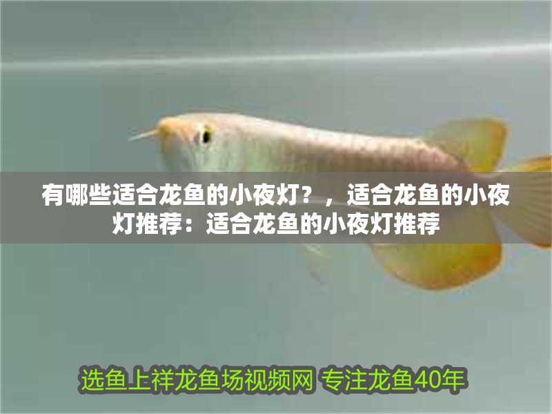 有哪些適合龍魚的小夜燈？，適合龍魚的小夜燈推薦：適合龍魚的小夜燈推薦