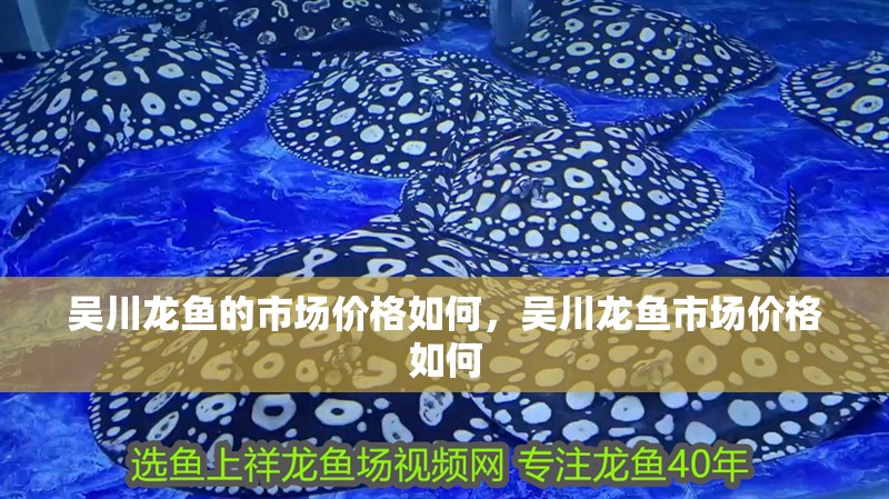 吳川龍魚的市場價格如何，吳川龍魚市場價格如何