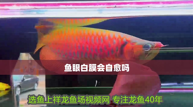 魚眼白膜會自愈嗎