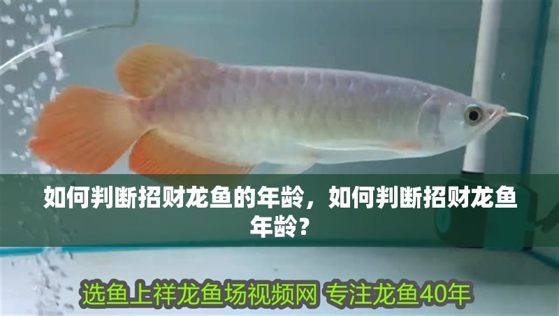 如何判斷招財龍魚的年齡，如何判斷招財龍魚年齡？