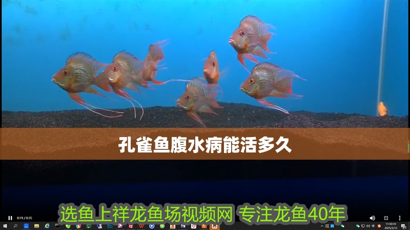 孔雀魚腹水病能活多久