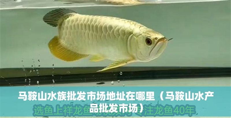馬鞍山水族批發(fā)市場地址在哪里（馬鞍山水產(chǎn)品批發(fā)市場）