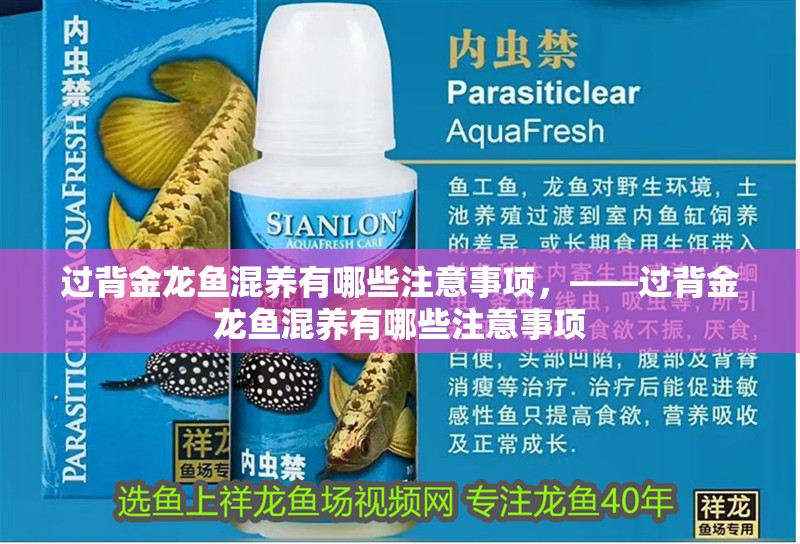 過背金龍魚混養(yǎng)有哪些注意事項(xiàng)，——過背金龍魚混養(yǎng)有哪些注意事項(xiàng)
