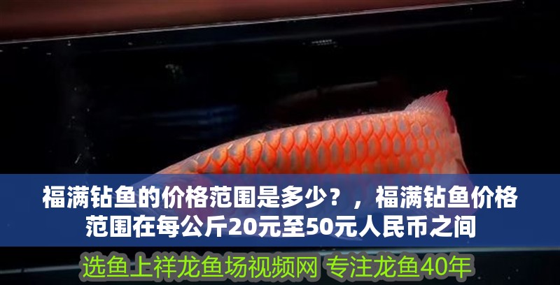 福滿鉆魚的價格范圍是多少？，福滿鉆魚價格范圍在每公斤20元至50元人民幣之間