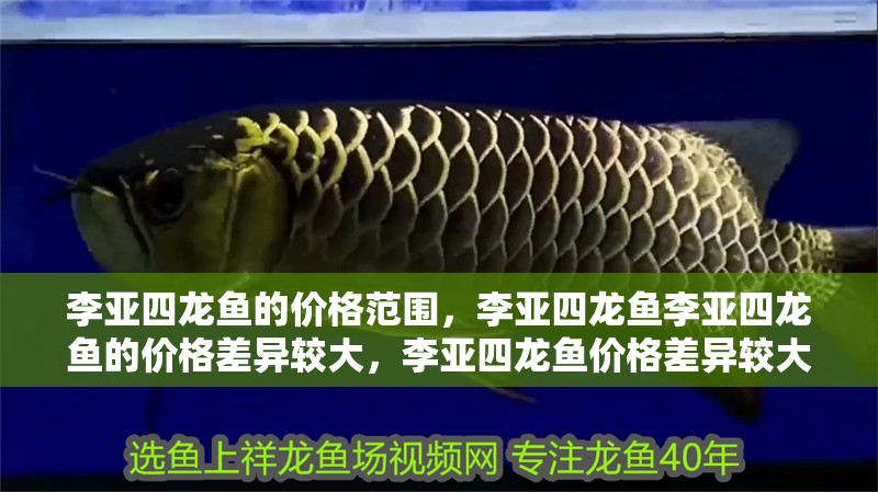 李亞四龍魚的價格范圍，李亞四龍魚李亞四龍魚的價格差異較大，李亞四龍魚價格差異較大