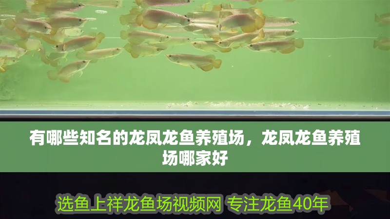 有哪些知名的龍鳳龍魚養殖場，龍鳳龍魚養殖場哪家好