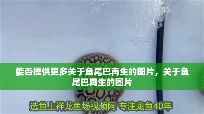 能否提供更多關于魚尾巴再生的圖片，關于魚尾巴再生的圖片