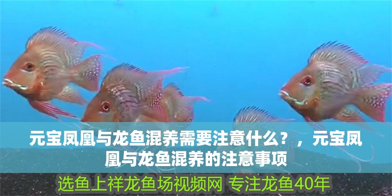 元寶鳳凰與龍魚混養需要注意什么？，元寶鳳凰與龍魚混養的注意事項