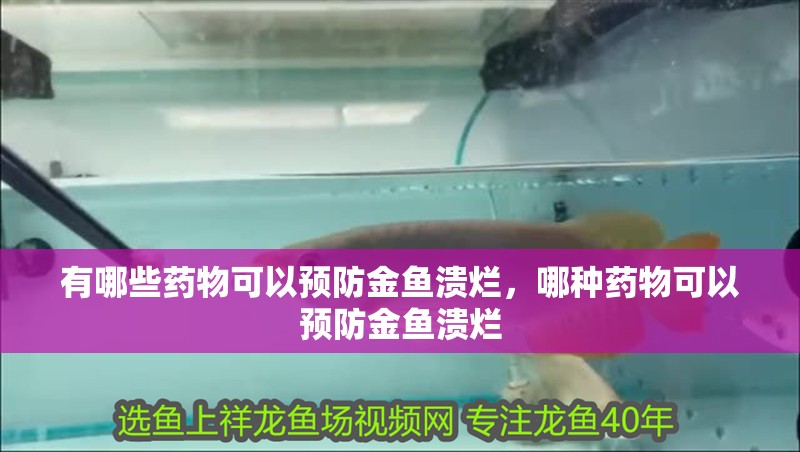 有哪些藥物可以預防金魚潰爛，哪種藥物可以預防金魚潰爛