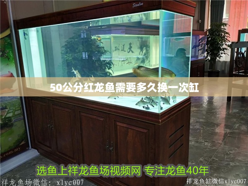 50公分紅龍魚需要多久換一次缸