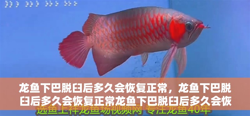 龍魚下巴脫臼后多久會恢復正常，龍魚下巴脫臼后多久會恢復正常龍魚下巴脫臼后多久會恢復正常
