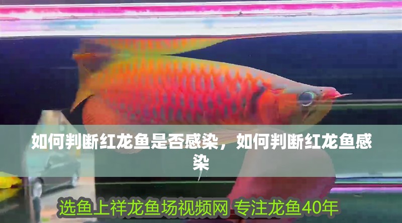 如何判斷紅龍魚是否感染，如何判斷紅龍魚感染
