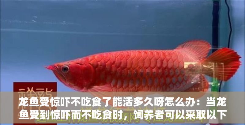 龍魚受驚嚇不吃食了能活多久呀怎么辦：當(dāng)龍魚受到驚嚇而不吃食時，飼養(yǎng)者可以采取以下幾種方法來幫助它