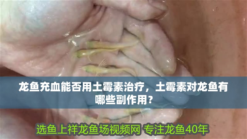 龍魚充血能否用土霉素治療，土霉素對龍魚有哪些副作用？