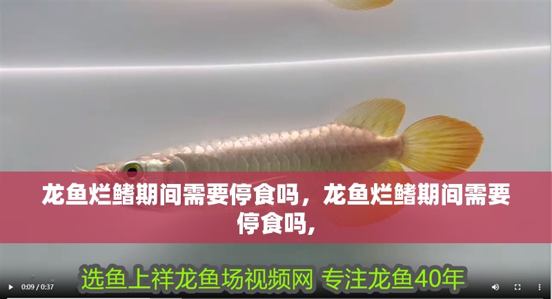龍魚爛鰭期間需要停食嗎，龍魚爛鰭期間需要停食嗎,