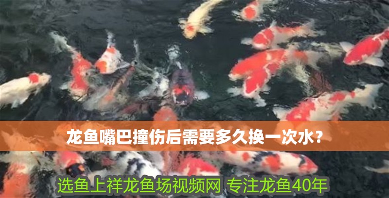 龍魚嘴巴撞傷后需要多久換一次水？