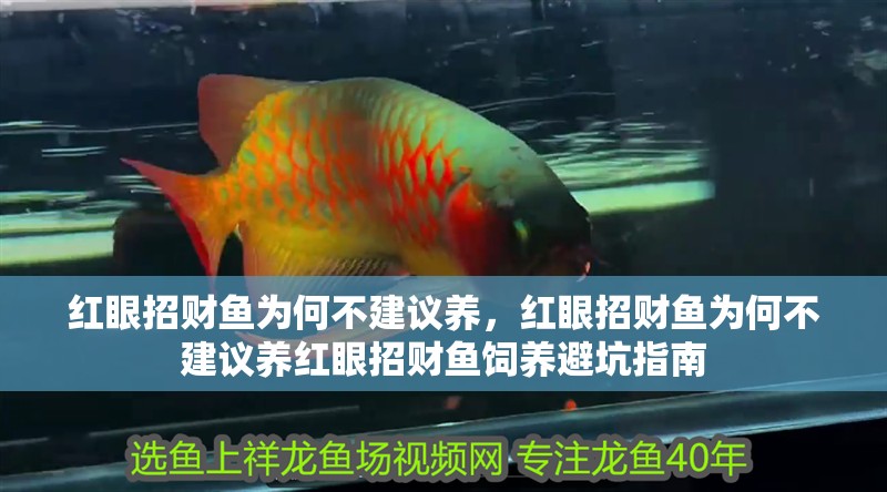 紅眼招財魚為何不建議養，紅眼招財魚為何不建議養紅眼招財魚飼養避坑指南