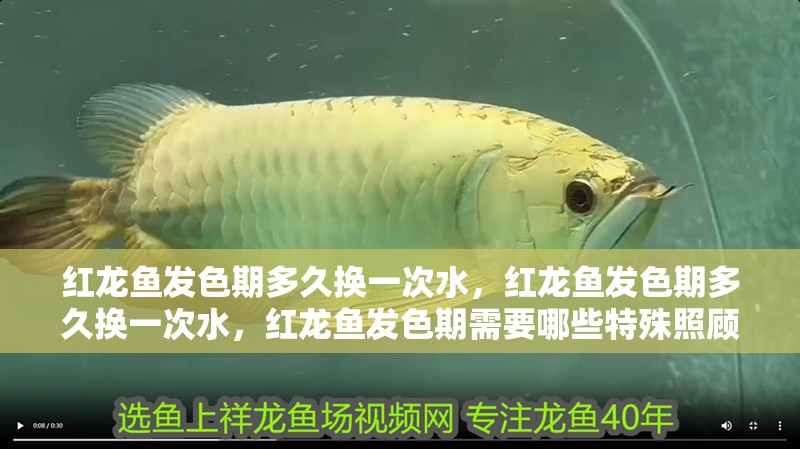 紅龍魚發色期多久換一次水，紅龍魚發色期多久換一次水，紅龍魚發色期需要哪些特殊照顧
