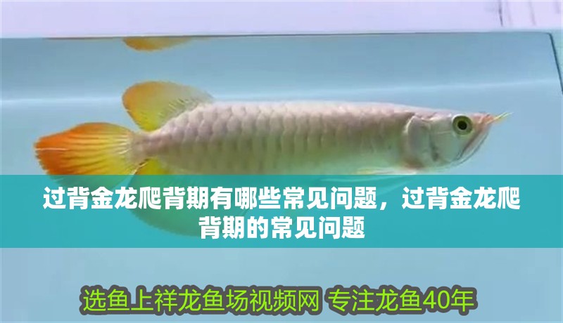 過背金龍爬背期有哪些常見問題，過背金龍爬背期的常見問題