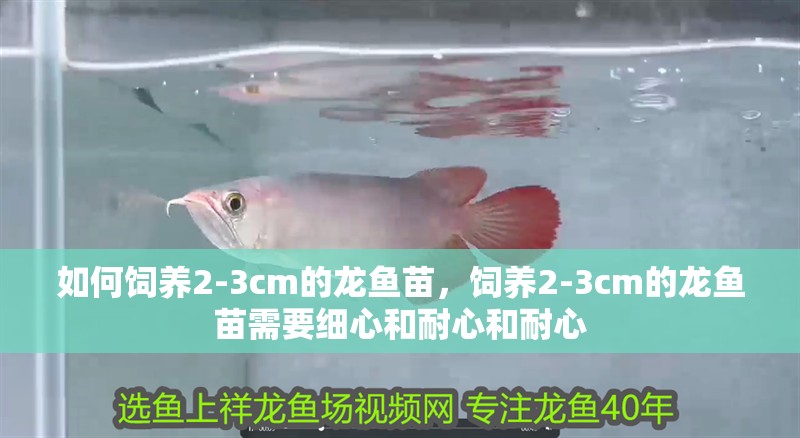 如何飼養(yǎng)2-3cm的龍魚苗，飼養(yǎng)2-3cm的龍魚苗需要細(xì)心和耐心和耐心