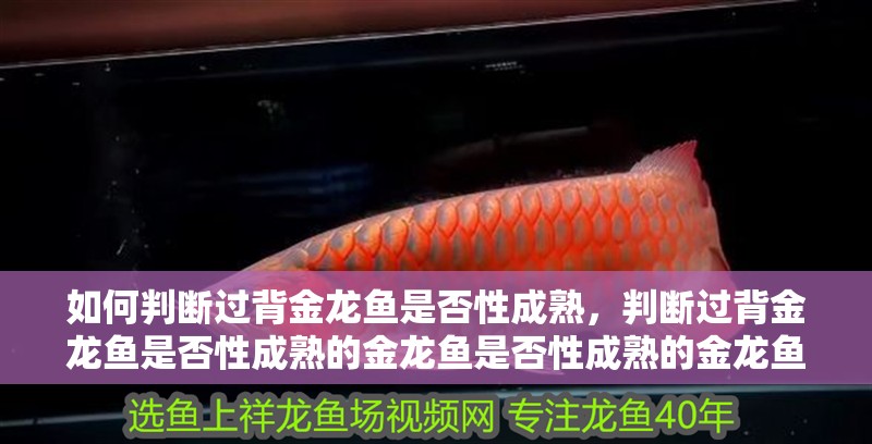 如何判斷過背金龍魚是否性成熟，判斷過背金龍魚是否性成熟的金龍魚是否性成熟的金龍魚