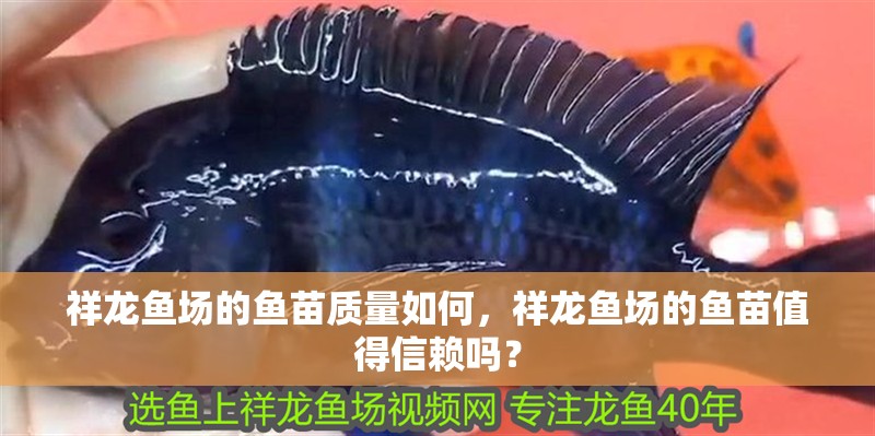 祥龍魚場的魚苗質量如何，祥龍魚場的魚苗值得信賴嗎？