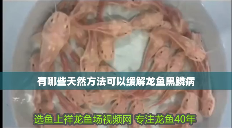 有哪些天然方法可以緩解龍魚黑鱗病