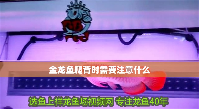 金龍魚爬背時需要注意什么