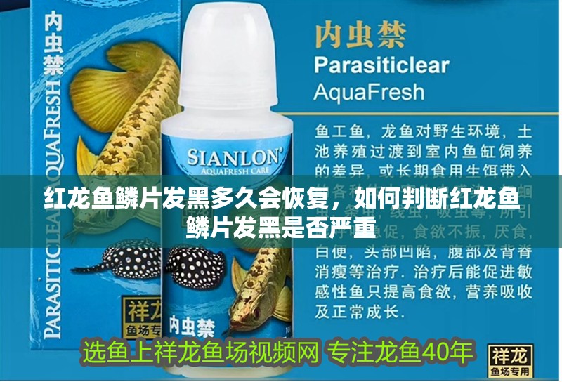 紅龍魚鱗片發(fā)黑多久會恢復(fù)，如何判斷紅龍魚鱗片發(fā)黑是否嚴(yán)重