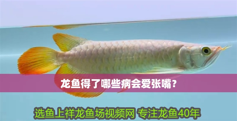 龍魚得了哪些病會愛張嘴？