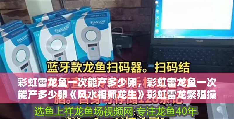 彩虹雷龍魚一次能產多少卵，彩虹雷龍魚一次能產多少卵《風水相師龍生》彩虹雷龍繁殖操作指南