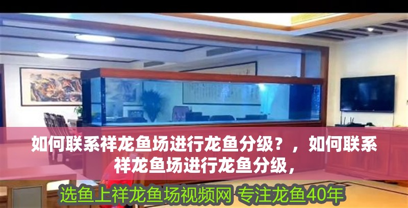 如何聯系祥龍魚場進行龍魚分級？，如何聯系祥龍魚場進行龍魚分級，