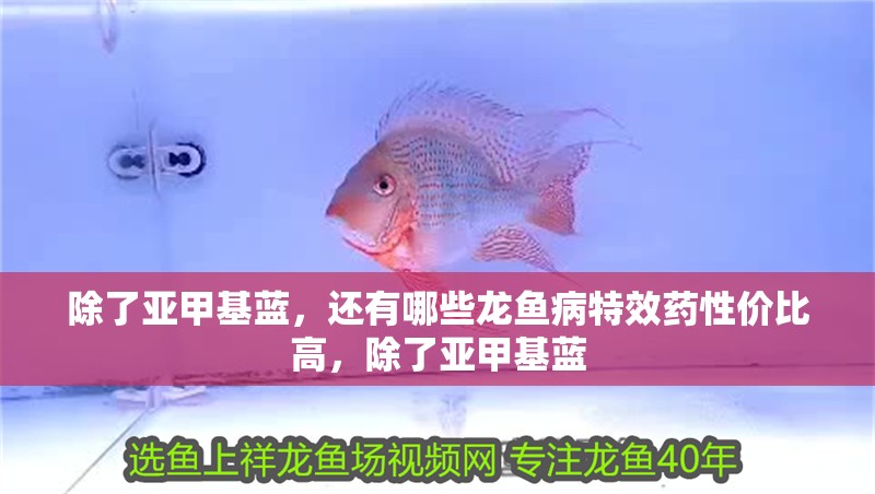 除了亞甲基藍(lán)，還有哪些龍魚(yú)病特效藥性價(jià)比高，除了亞甲基藍(lán)