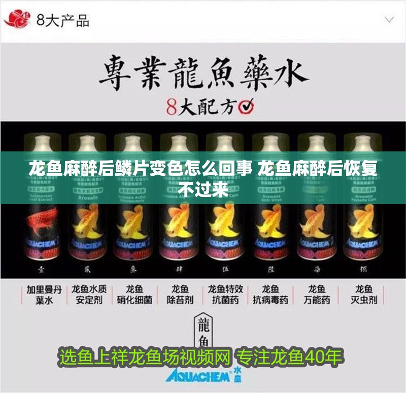 龍魚麻醉后鱗片變色怎么回事 龍魚麻醉后恢復不過來