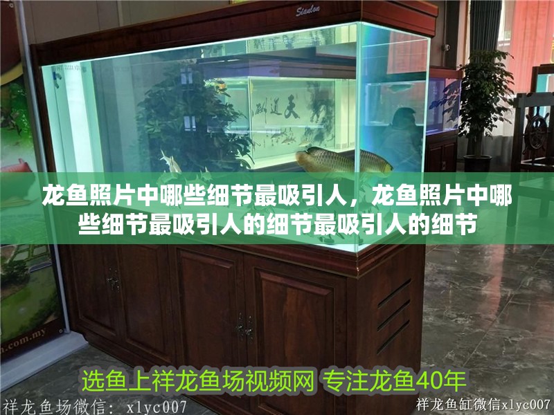 龍魚照片中哪些細節最吸引人，龍魚照片中哪些細節最吸引人的細節最吸引人的細節