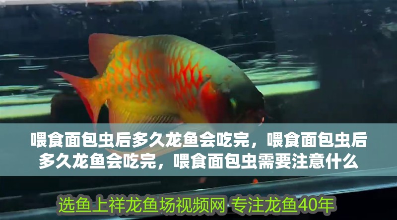 喂食面包蟲后多久龍魚會吃完，喂食面包蟲后多久龍魚會吃完，喂食面包蟲需要注意什么