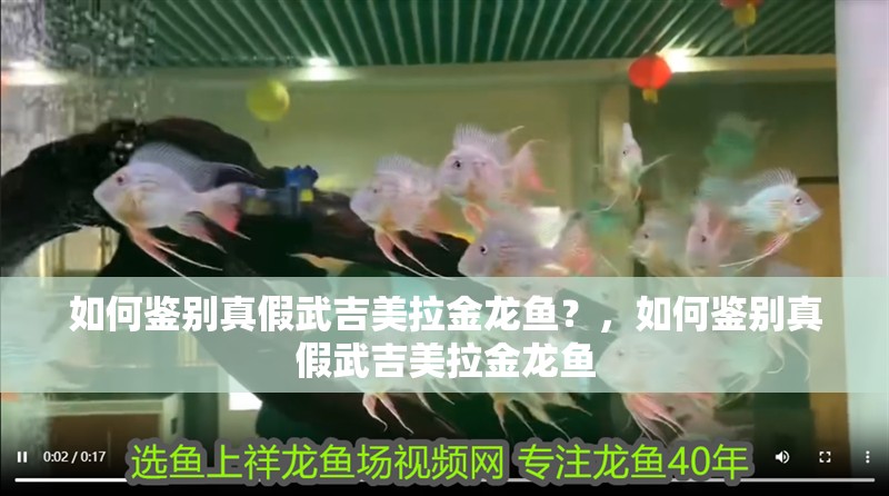 如何鑒別真假武吉美拉金龍魚？，如何鑒別真假武吉美拉金龍魚